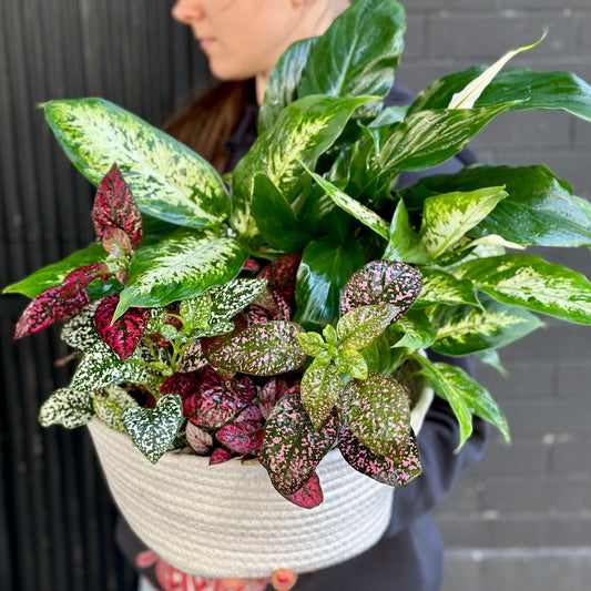 Stylish arrangement of indoor plants with glossy and textured foliage, perfect for home décor and gifting.