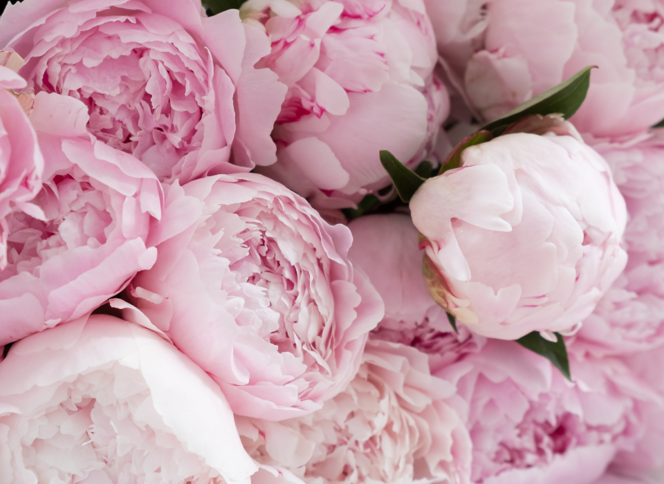 November Birth Flower: Chrysanthemum & Peony Meaning