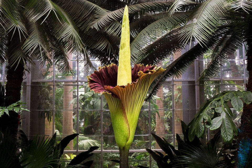 The Corpse Flower: The Largest Flower on Earth - Los Angeles Florist - Pink Clover