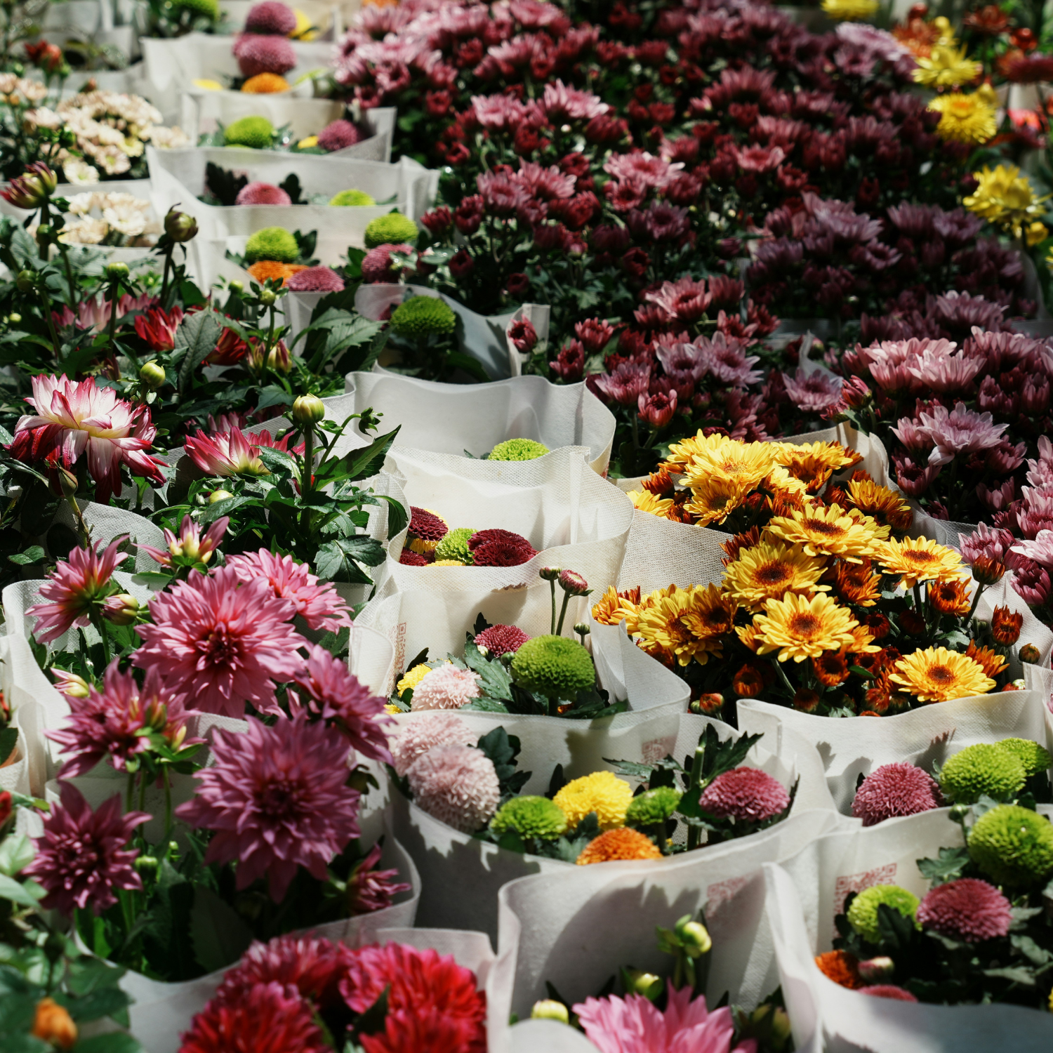 LA Flower Market Guide: Seasonal Blooms & Tips | Pink Clover