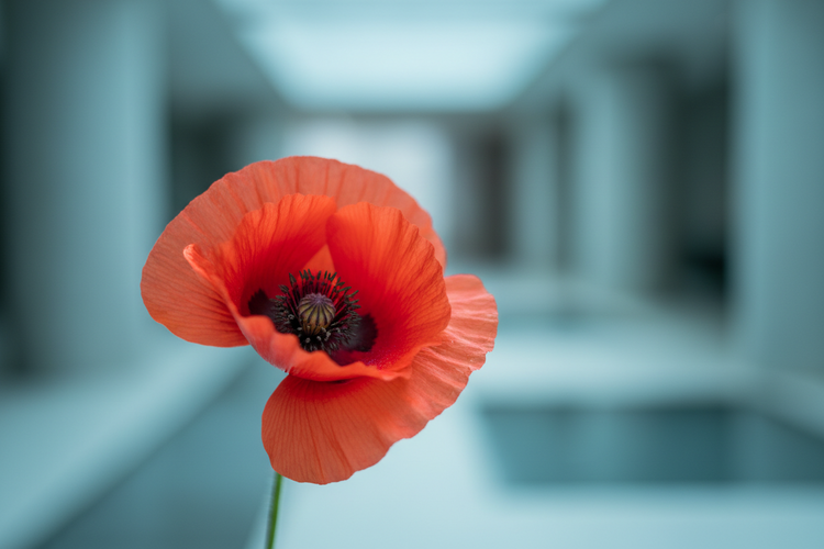 August Birth Flower: Gladiolus & Poppy Meaning + Gifts | Pink Clover