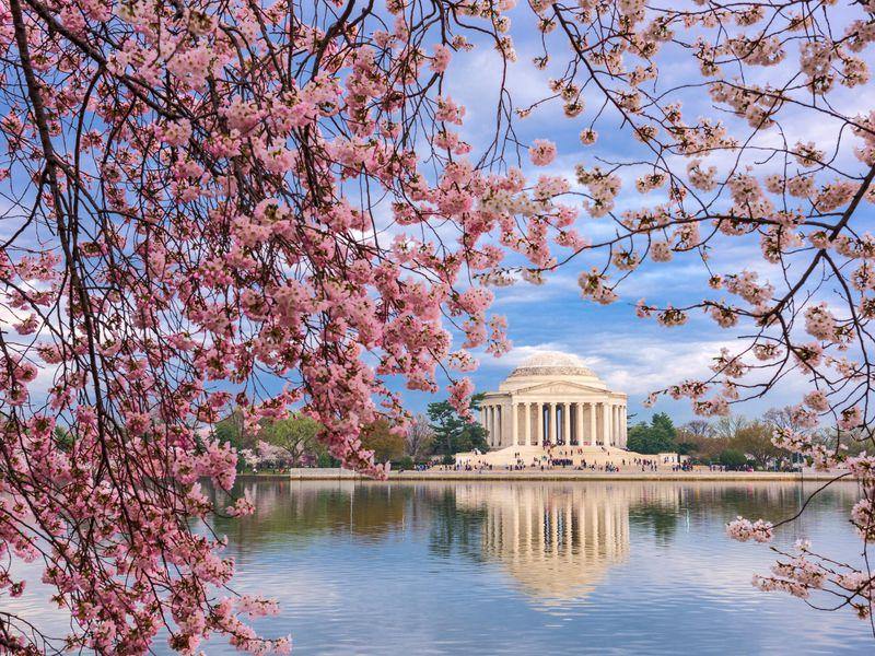 Flower Festivals From All Over The World You Can’t Miss - Los Angeles Florist - Pink Clover