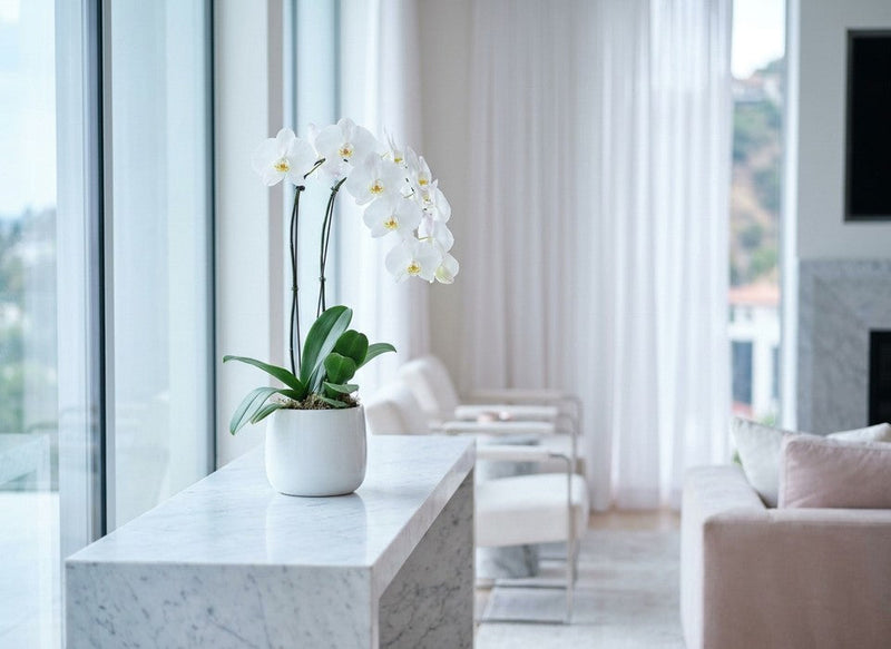 white phalaenopsis orchid in a white pot on marble in a Los Angeles home