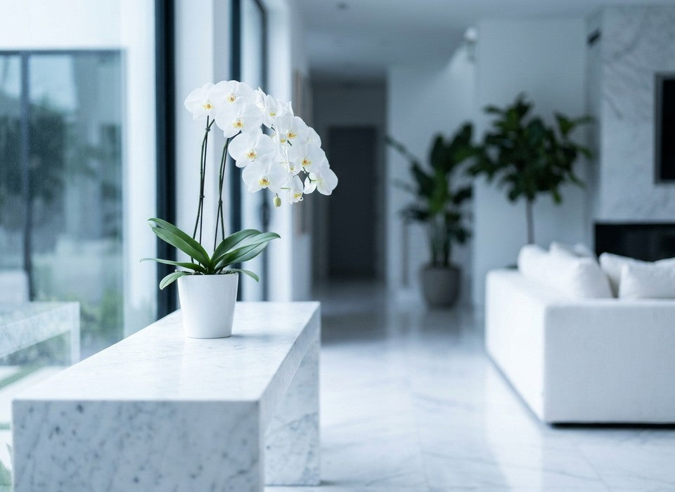 white phalaenopsis orchid on marble in Los Angeles