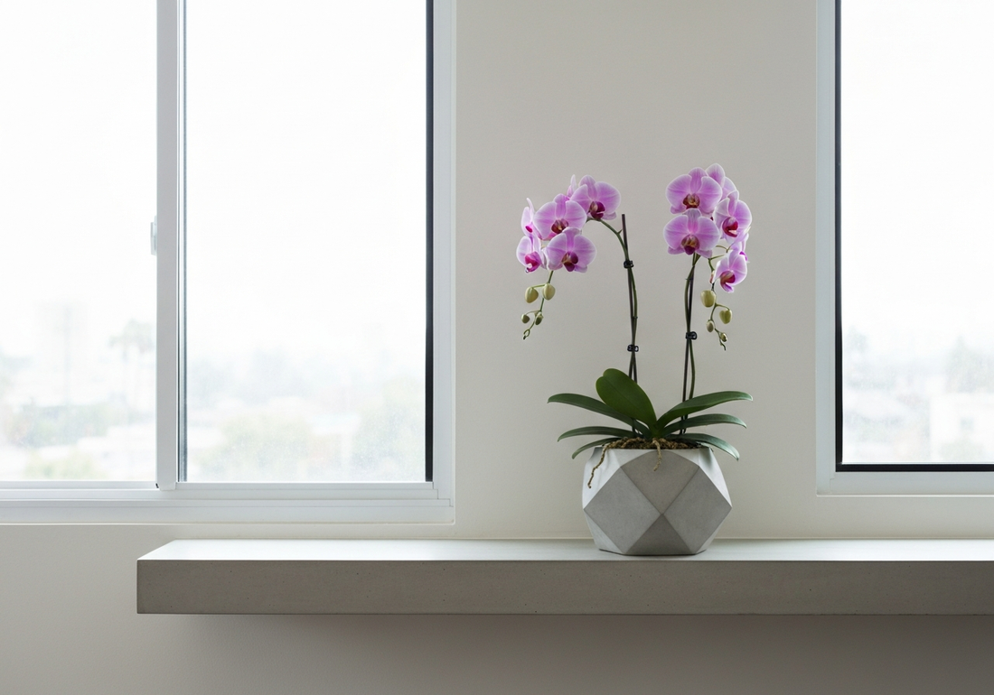 Modern Orchid Trends in Los Angeles — What Is Changing in 2025–2026