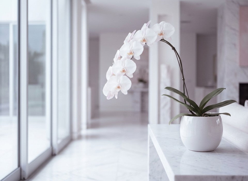 white phalaenopsis orchid plant on marble in Los Angeles