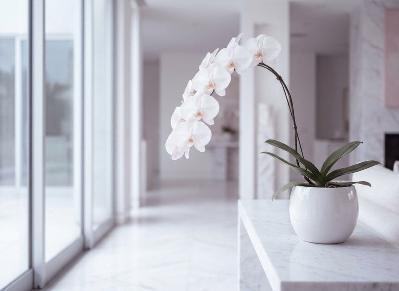 white phalaenopsis orchid plant on marble in Los Angeles