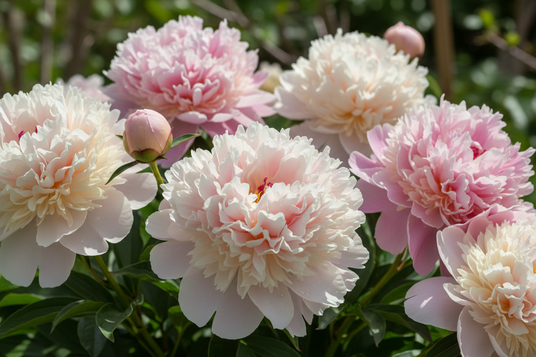 Peony Flower Meaning: Symbolism, Color Meanings, and When to Gift Peonies