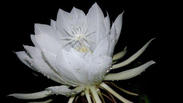 The Incomparable Beauty: The Rarest Flowers On The Globe - Los Angeles Florist - Pink Clover