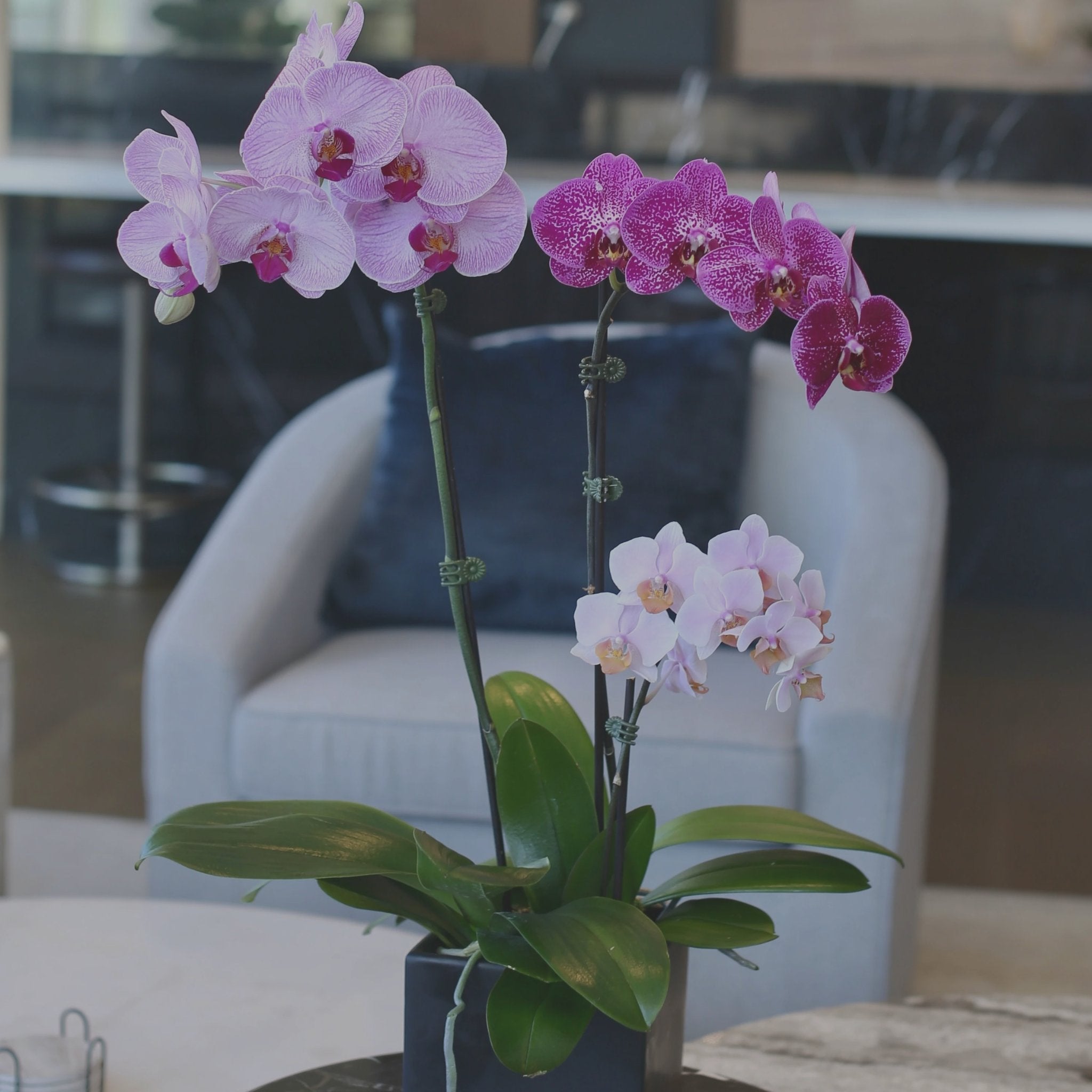 Orchids - Los Angeles Florist - Pink Clover