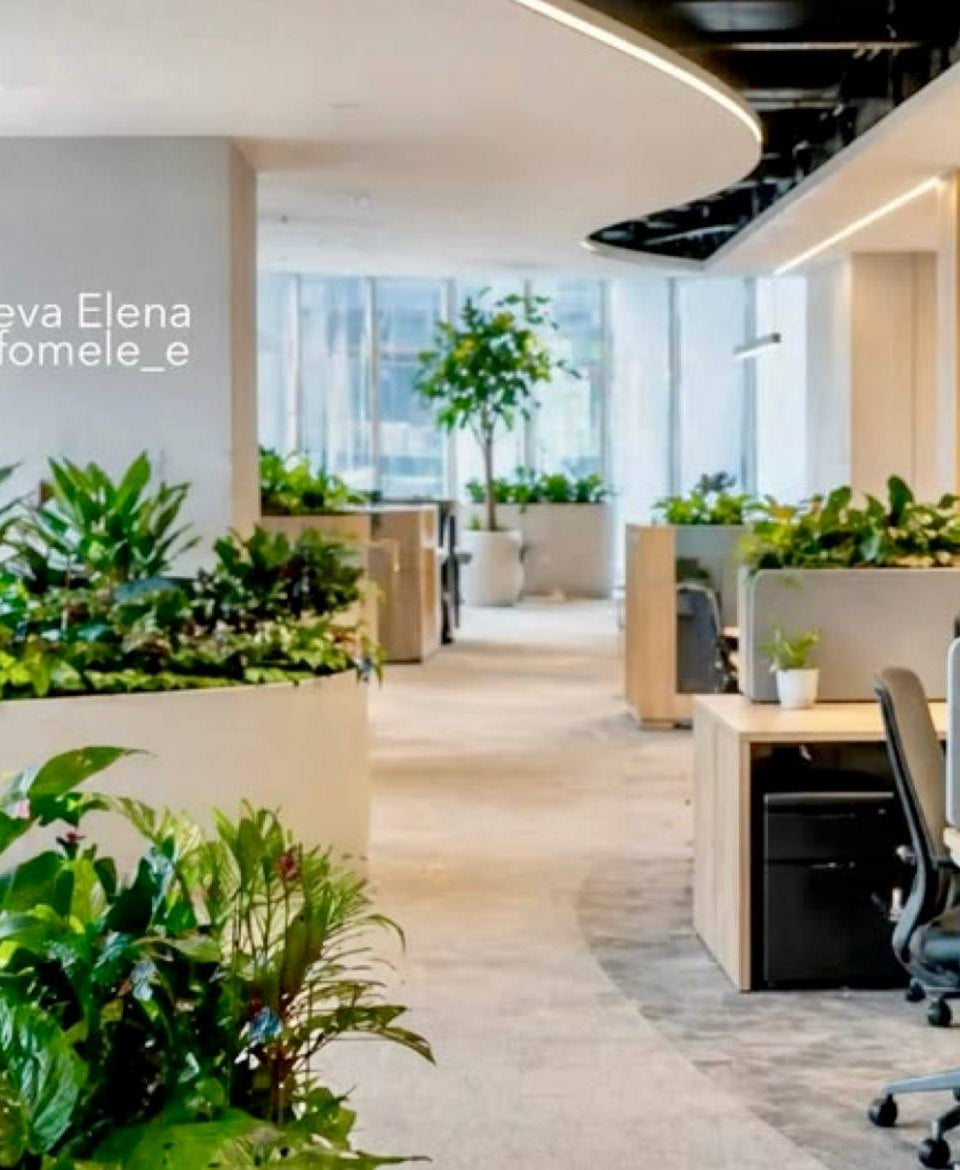 Open Office Plant Dividers - office plantscaping Los Angeles, Pink Clover