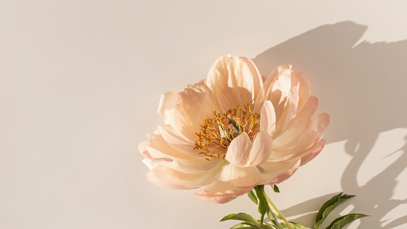 BIRTHDAY FLOWERS