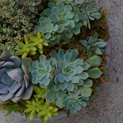 Green Garden - Ventura County