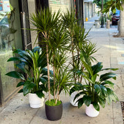 Spathiphyllum ‘Sensation’ side angle - fresh floral arrangement delivered in LA