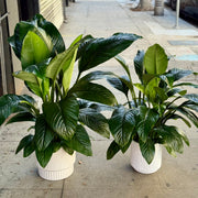 Spathiphyllum ‘Sensation’ close-up detail - fresh floral arrangement from Pink Clover LA