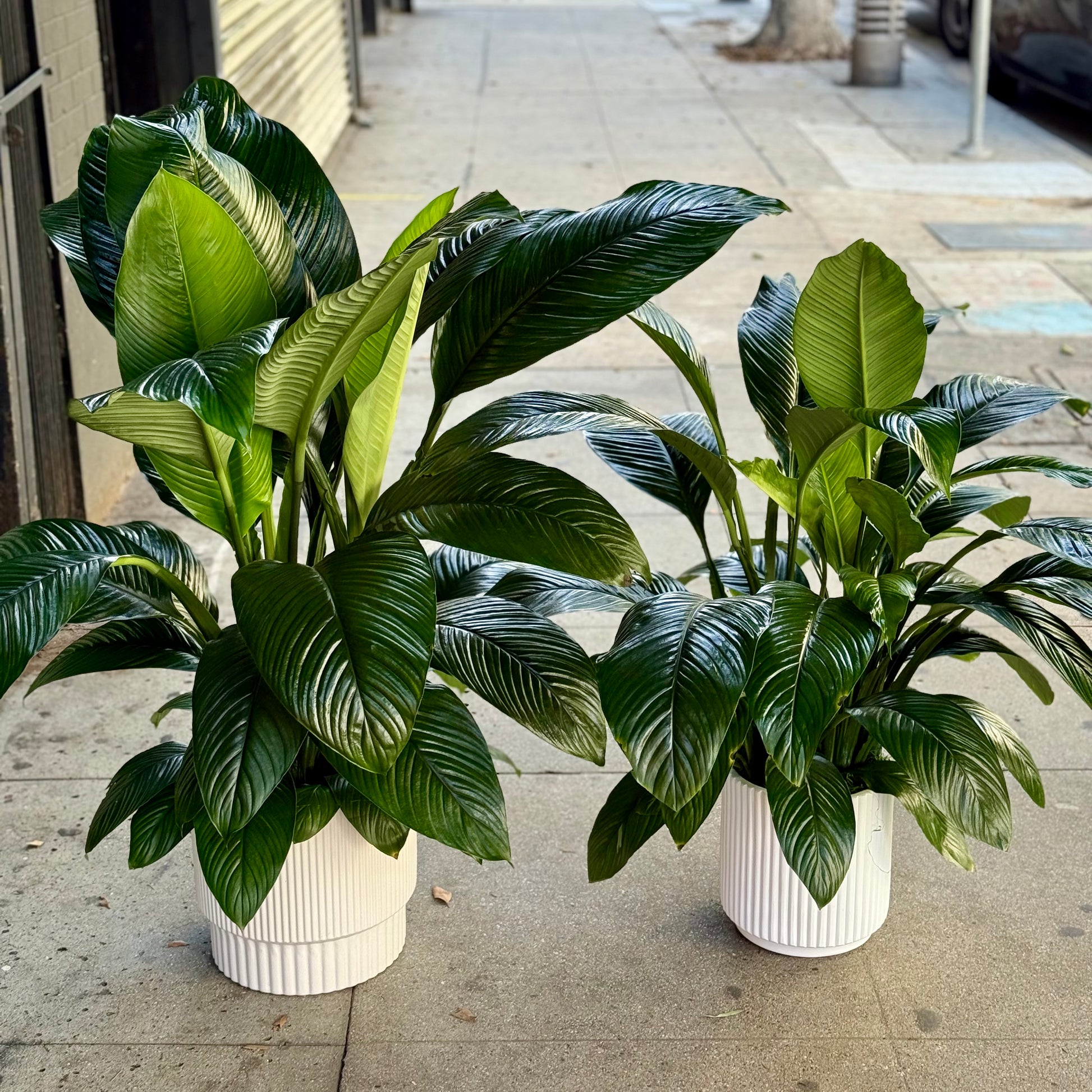 Spathiphyllum ‘Sensation’ close-up detail - fresh floral arrangement from Pink Clover LA