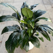Spathiphyllum ‘Sensation’ arrangement styled in setting - luxury floral arrangement Los Angeles florist