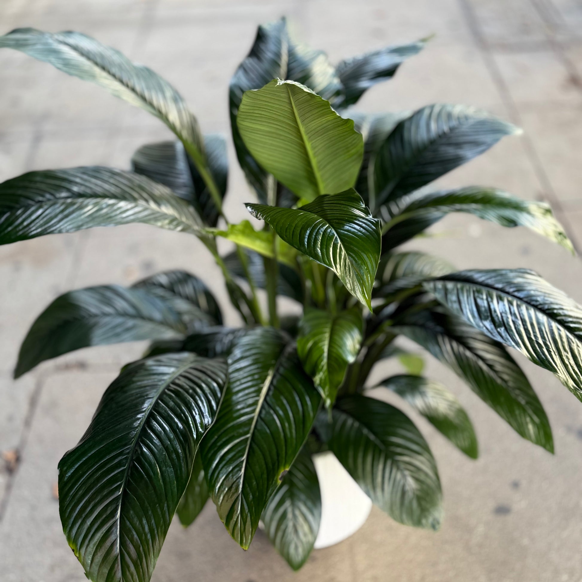 Spathiphyllum ‘Sensation’ arrangement styled in setting - luxury floral arrangement Los Angeles florist