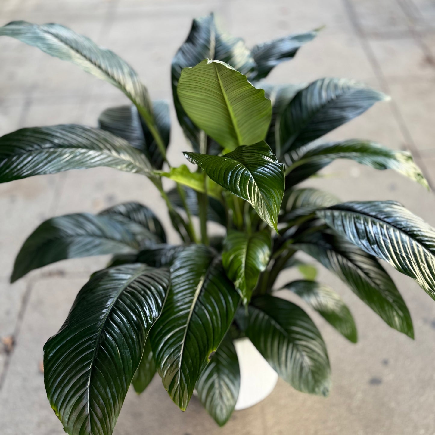 Spathiphyllum ‘Sensation’ - Ventura County