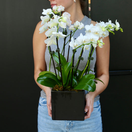 Lunar Petals phalaenopsis orchids orchid leaves same-day delivery San Francisco