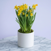 Easter Plant Daffodil - yellow plant delivery in Los Angeles by Pink Clover