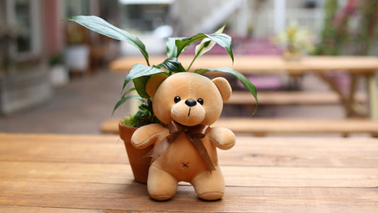 Teddy Bear Toy - Los Angeles Florist - Pink Clover