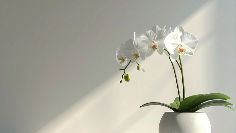 ORCHIDS DELIVERY