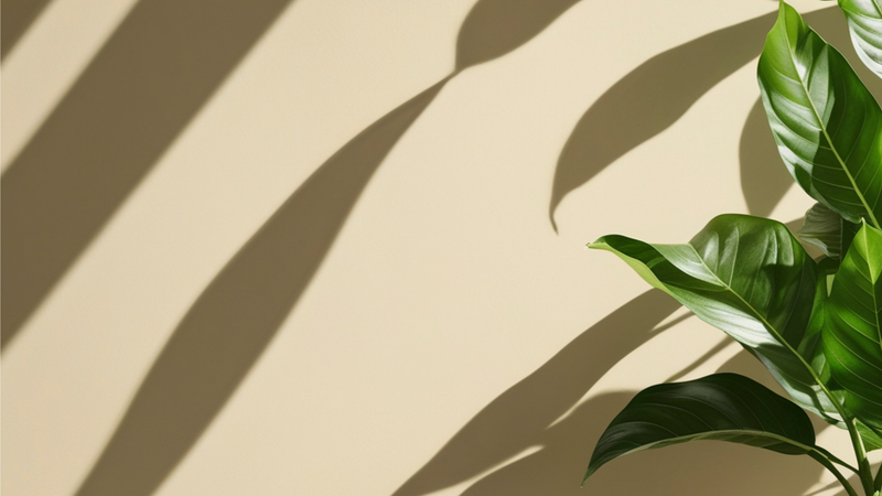 OFFICE PLANTS