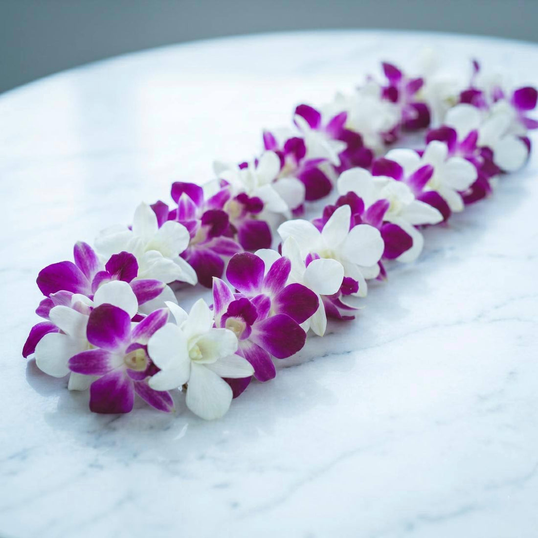 purple & white dendrobium orchids
