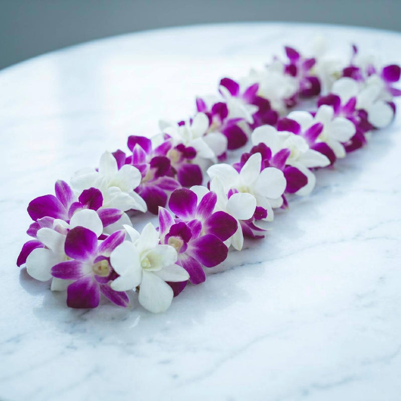 purple & white dendrobium orchids