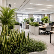Open Office Plant Beds - office plantscaping Los Angeles, Pink Clover