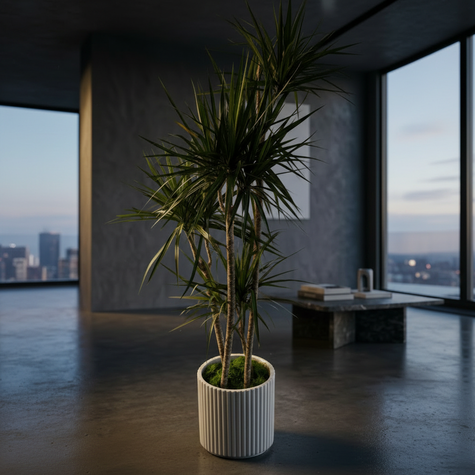 Dracaena Marginata ‘Tricolor’ - premium pink and green plant same-day delivery Los Angeles