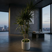 Dracaena Marginata ‘Tricolor’ - premium pink and green plant same-day delivery Los Angeles