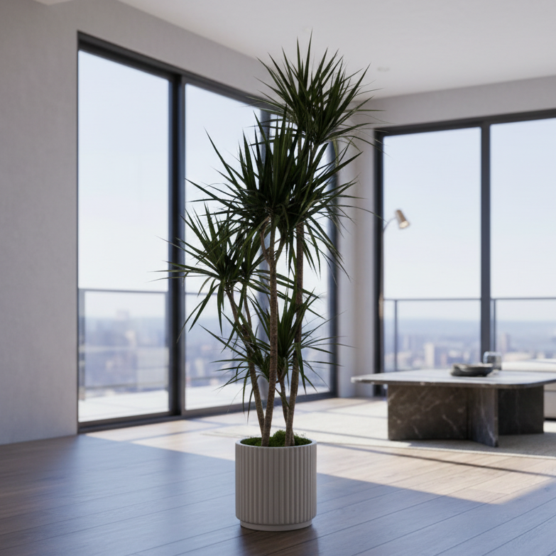 Dragon Tree - green plant delivery in Los Angeles by Pink Clover