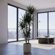 Dragon Tree - green plant delivery in Los Angeles by Pink Clover