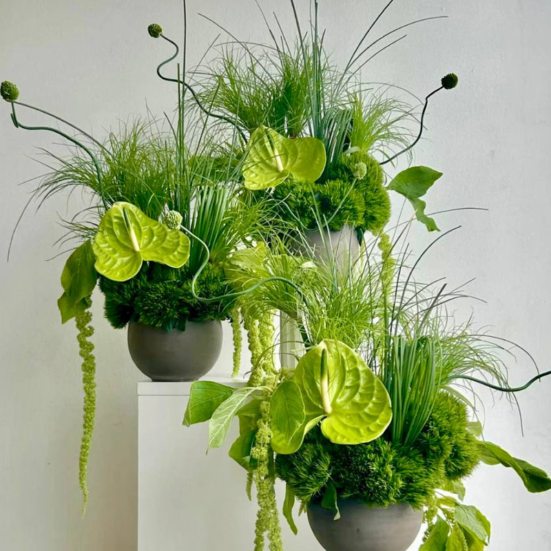 Monochromatic green tropical arrangement set with anthuriums and cascading amaranthus by Pink Clover Flowers Los Angeles