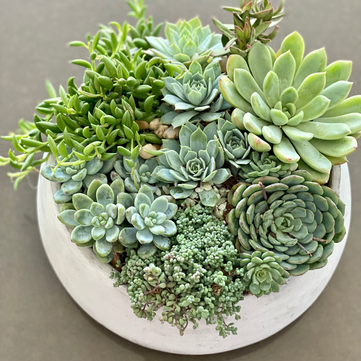 Green Garden - Ventura County