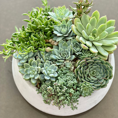 Green Garden - Ventura County