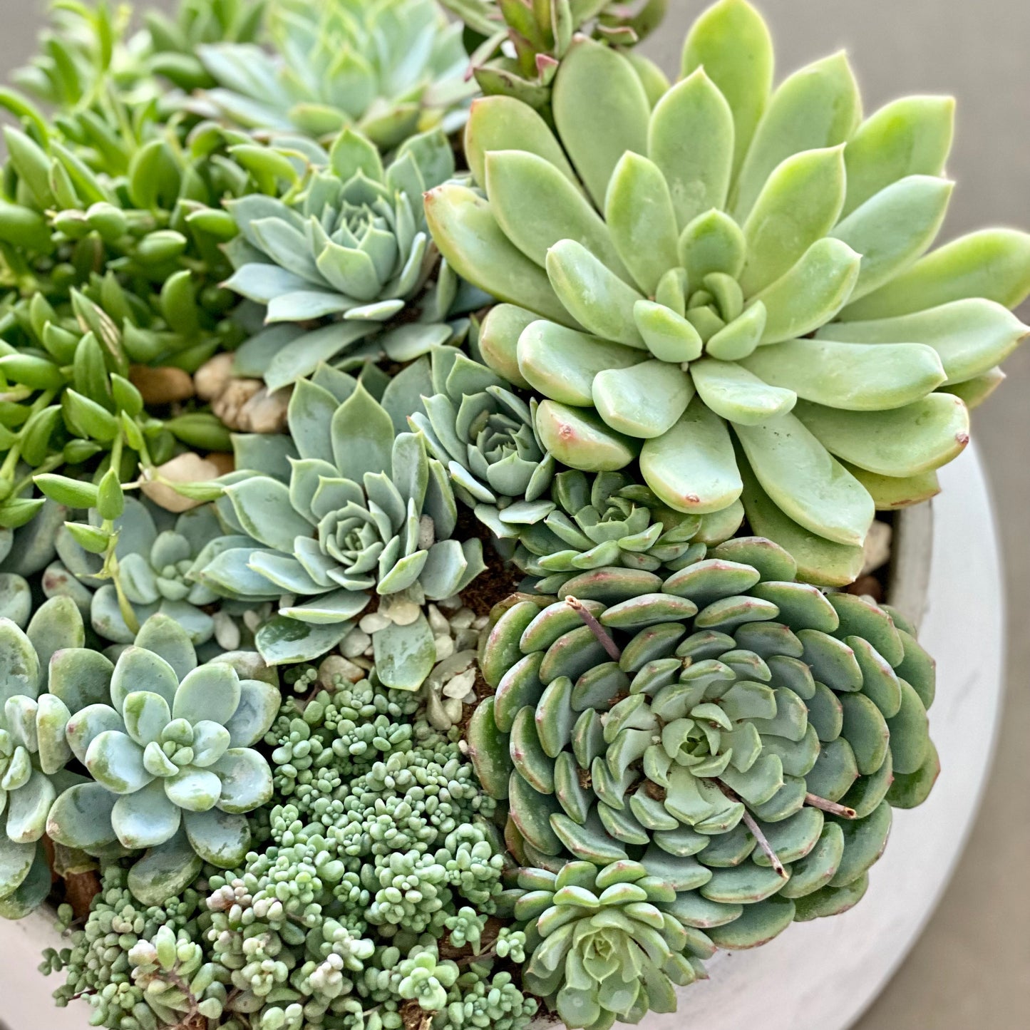 Green Garden - Ventura County