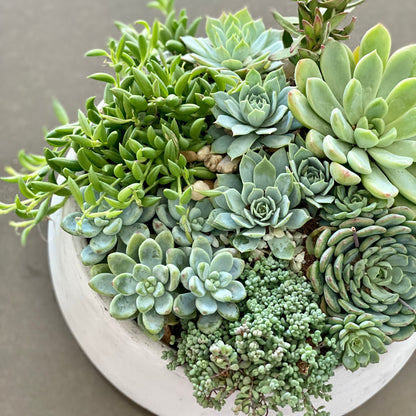 Green Garden - Ventura County