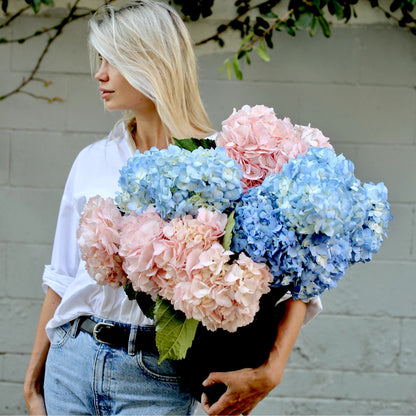 Hydrangea Mix - Ventura County