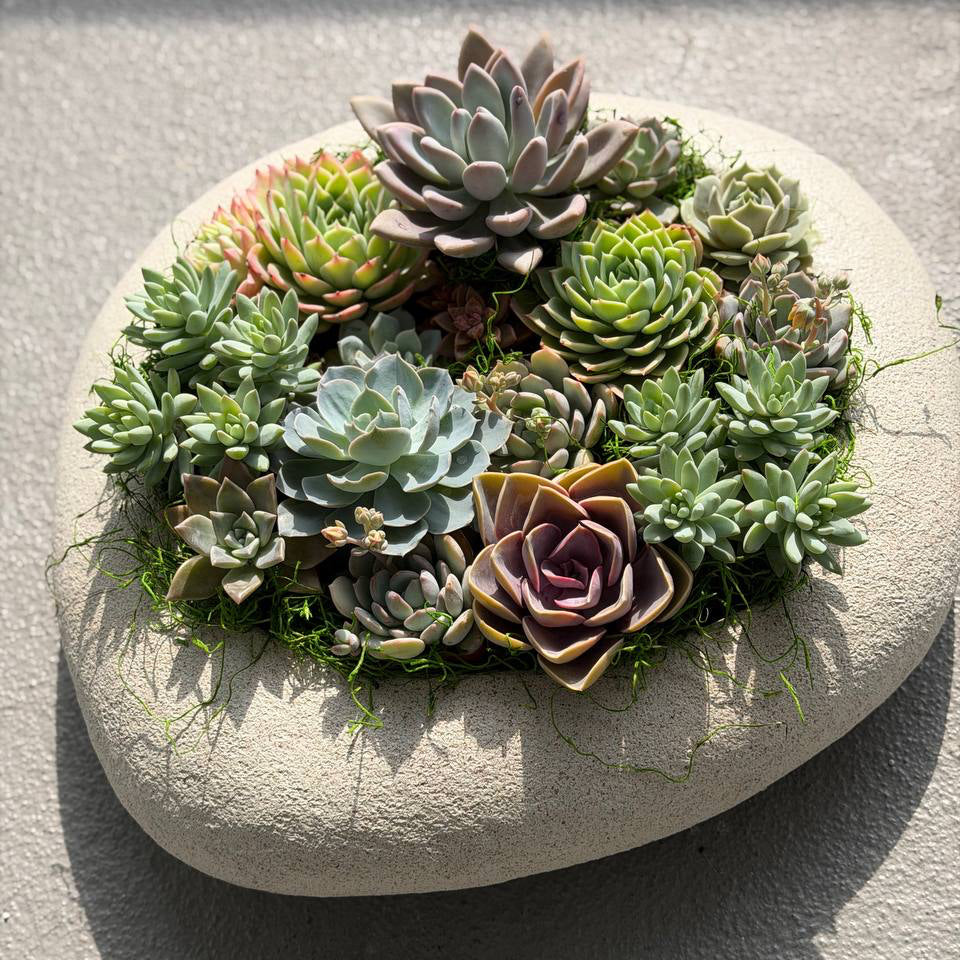Medium Succulent Garden - fresh plant delivery in Los Angeles by Pink Clover