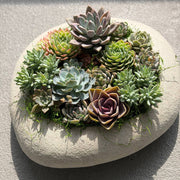 Medium Succulent Garden - fresh plant delivery in Los Angeles by Pink Clover