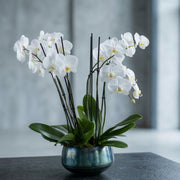 Orchid Plants - premium fresh orchid same-day delivery Los Angeles