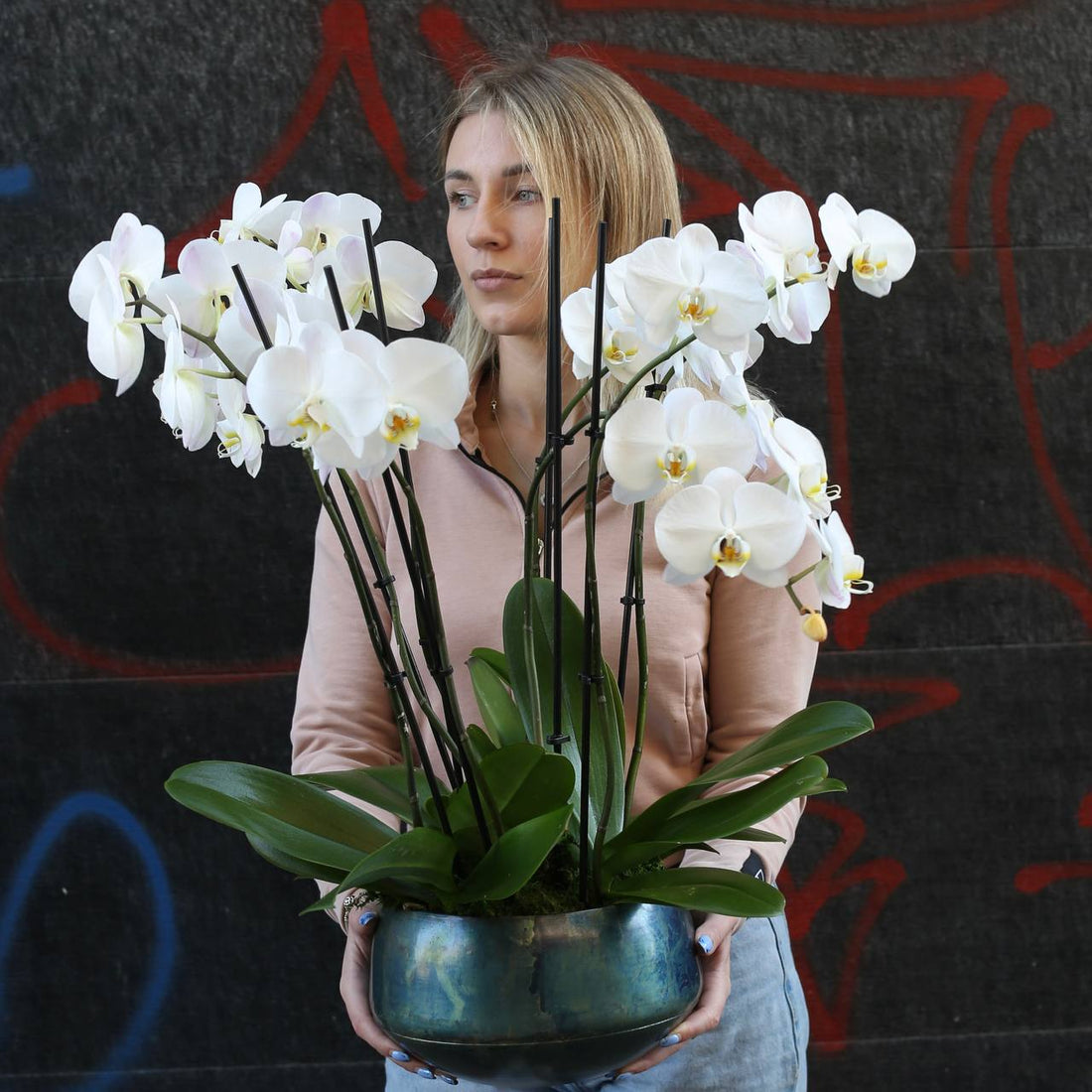 Orchid plants orchids same-day delivery San Francisco