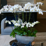 Elegant bouquet of white orchids with soft green accents, ideal for serene celebrations