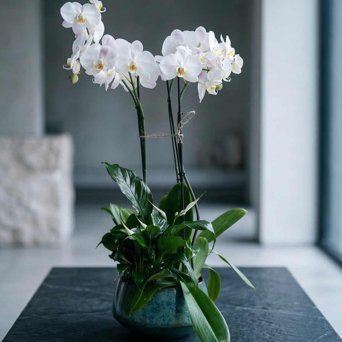Orchid with plant - premium fresh orchid same-day delivery Los Angeles