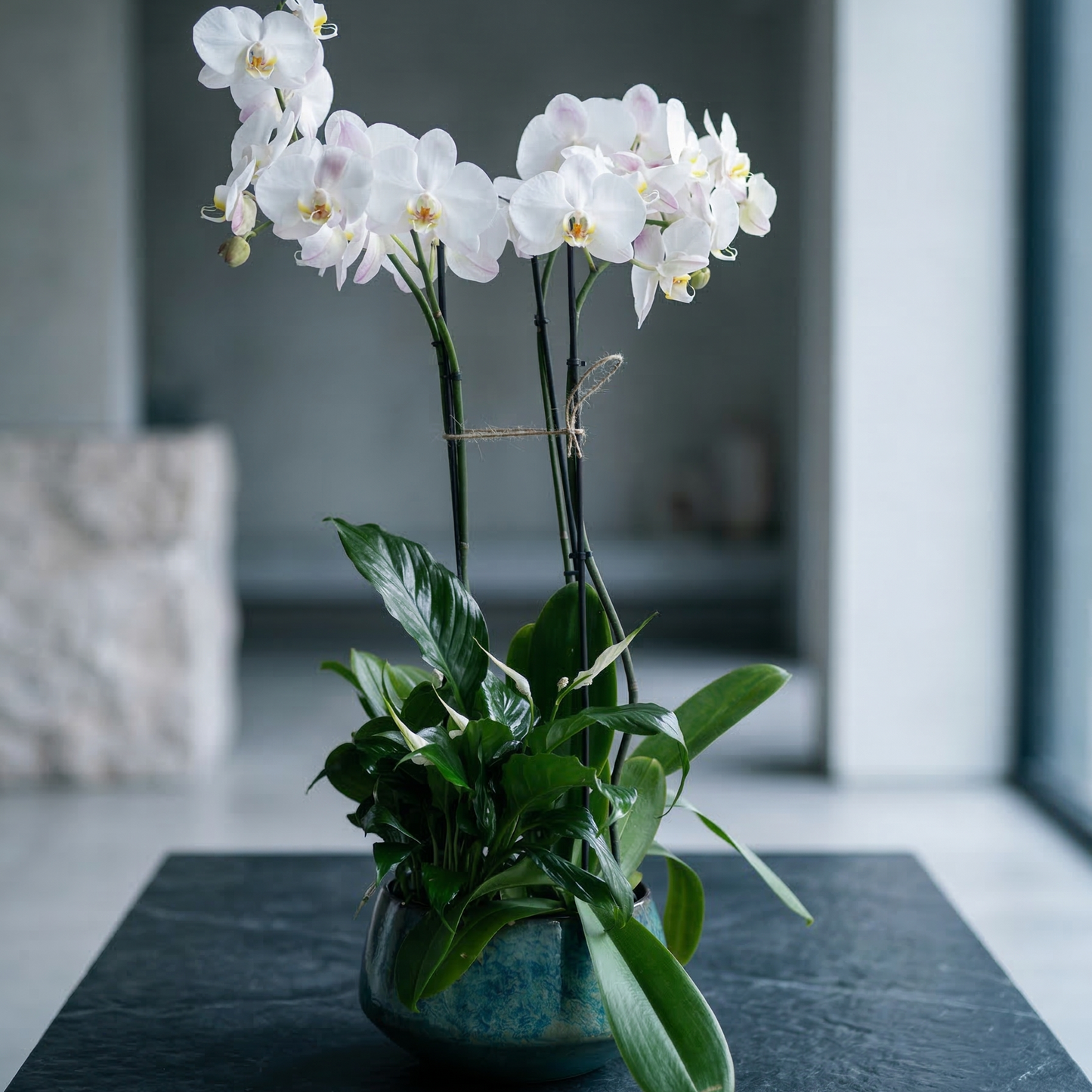 Orchid with plant - premium fresh orchid same-day delivery Los Angeles