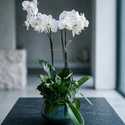 Orchid with plant - premium fresh orchid same-day delivery Los Angeles