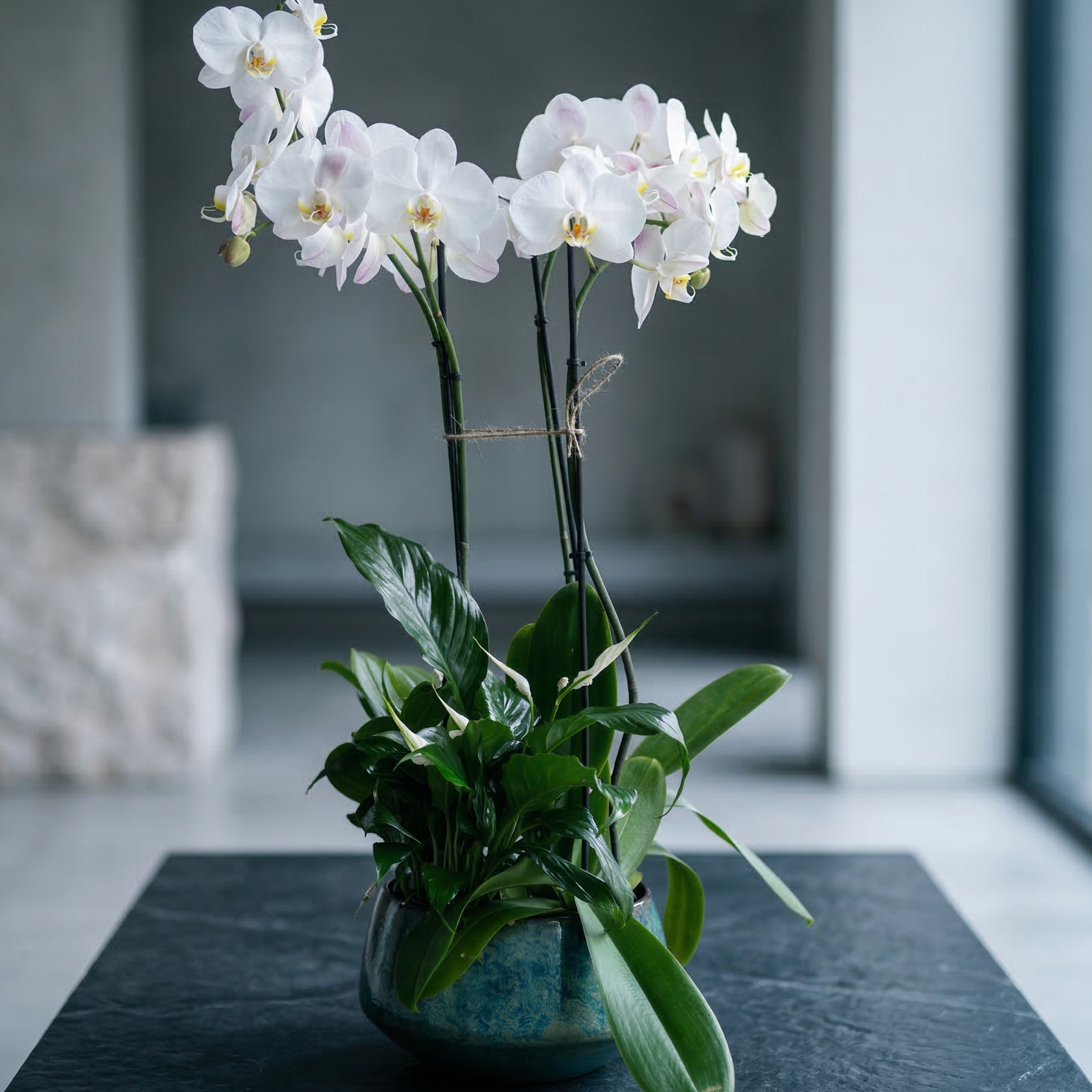 Orchid with plant - premium fresh orchid same-day delivery Los Angeles